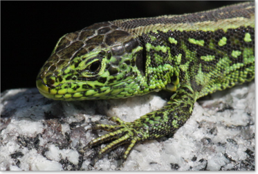 Zauneidechse (Lacerta agilis)