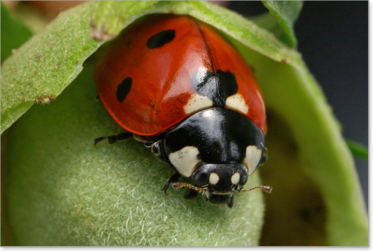 Siebenpunktmarienkäfer (Coccinella septempunctata)