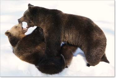 Braunbär (Ursus arctos)