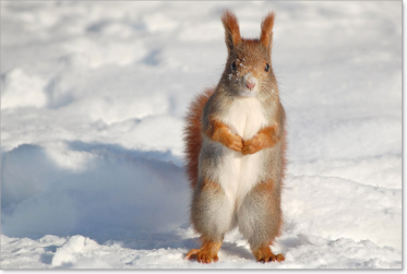 Eichhörnchen (Sciurus vulgaris)