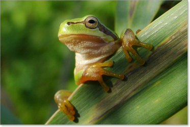 Europäischer Laubfrosch (Hyla arborea)