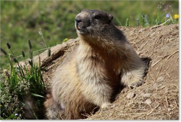 Alpenmurmeltier (Marmota marmota)
